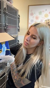 3M views · 210K reactions | Little kittens come into the shelter in the most interesting packages! Everyone, please welcome our newest foster kitten Maxine, or Maxi for short.  | Kitten Lady | Facebook