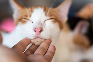 What is Feline Acne? Symptoms and Treatment ▷➡️ Postposmo