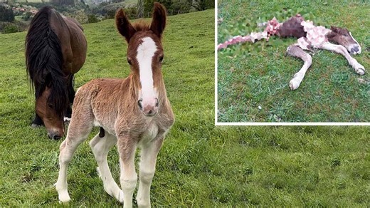 Los lobos no se limitan a matar ganado, roban los sueños e ilusiones de los ganaderos españoles