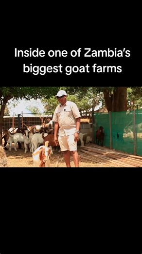 Zambia Goat Farming: Founder Explains Business Operations