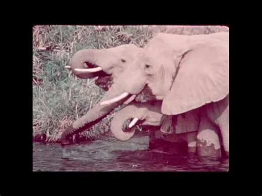 (152) wild african elephants: anatomy, behavior, & social herds