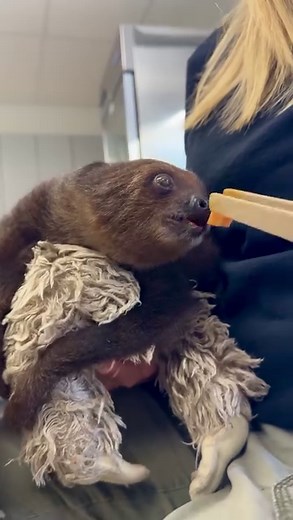 343K views · 5.8K reactions | Aluna the baby sloth loves to munch! 殮 | San Antonio Zoo | Facebook
