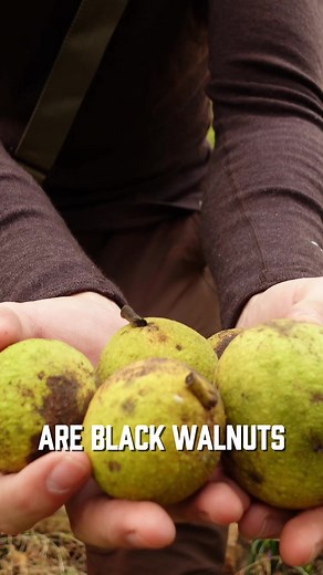 How to Process Black Walnuts for Eating