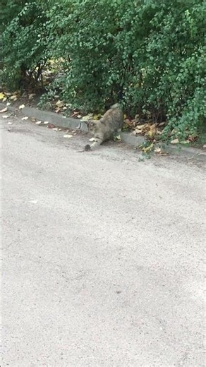 Cat Runs Away from Tiny Mouse on City Street