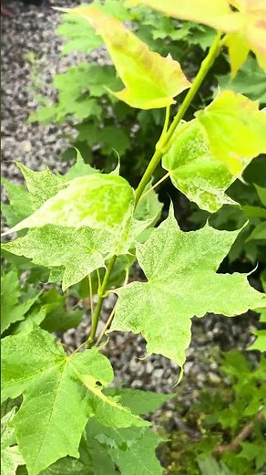 Acer platanoides 'Walderseei' Variegated Norway Maple