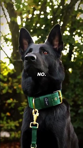 German Shepherd Male vs Female — The Real Difference