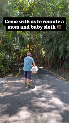 Come with us to reunite a mom and baby sloth! 🦥🥹 Best case scenario when a baby sloth is found alone and in need, is that it can be given back to its mom! Sometimes accidents happen and babies can fall. In human encroached environments, like Manuel Antonio, this can be especially dangerous. Luckily for this little guy, the quick action of caring members of the public meant that after determining the baby was uninjured, we were able to reunite him quickly with his mom, minimizing the stress the