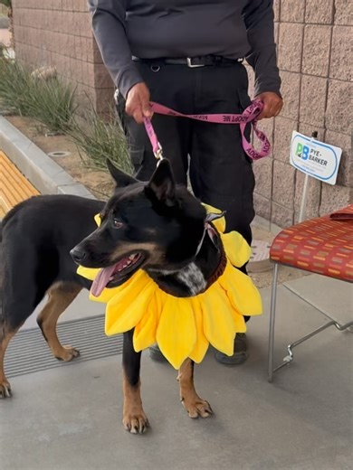 The City of Desert Hot Springs on Reels | Facebook