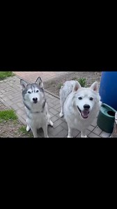 Why huskies are NOT like any other dogs!? #huskies #husky #huskyfacts | Siberian Huskies World