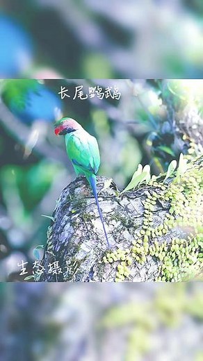 长尾鹦鹉（学名：Psittacula longicauda）是鹦形目、鹦鹉科的鸟类，共有5种亚种。鸟体为绿色，喉咙、胸部和腹部为黄绿色；眼睛和鸟喙之间蓝黑色；头顶深绿色，头部两侧和颈部为玫瑰红色。主要栖息于森林地区、红树林区、沼泽区、雨林边缘、次要林区、部分被开垦的地区、棕榈园区；偶尔也会前往市郊，在公园或者花园的高大树木上休憩。以水果（露兜树和木瓜树的果实）、种子、花朵、植物嫩芽、树木嫩叶等为食