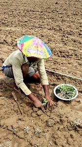 How are Tomato Seedlings Planted? Hi Friends, We in this reel tried to show how the farmers plant tomato seedlings. The farmers were planting tomato seedlings in the main field. During planting irrigation was also going on. Such lifesaving irrigation is necessary to protect the seedlings from scorching sunshine. If the soil has sufficient moisture, then there is no need of irrigation. The farmers generally prefer to plant tomato seedlings in the afternoon. #tomatoplanting #fb #fbreels #reels #to