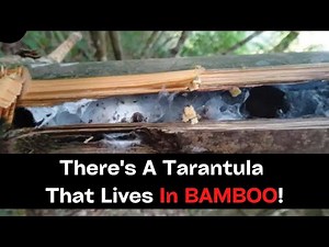 There's A Tarantula That Lives In BAMBOO!