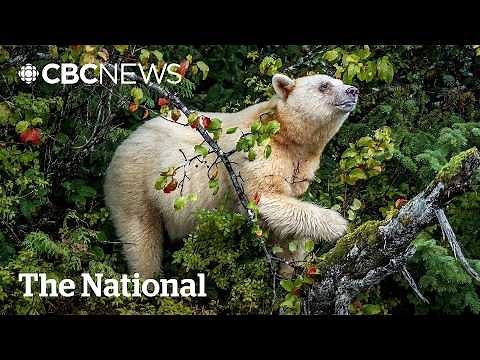 #TheMoment B.C.'s elusive spirit bear emerged for a close-up photo shoot