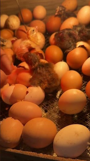 Amazing egg hatching ever seen