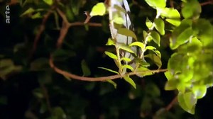 Floride, la guerre des pythons l GEO Reportage _ ARTE