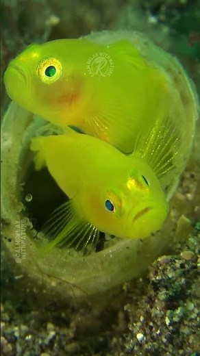Yellow Clown Gobies Guard Eggs 🐟💛