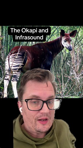 Exploring the Okapi's Unique Use of Infrasound