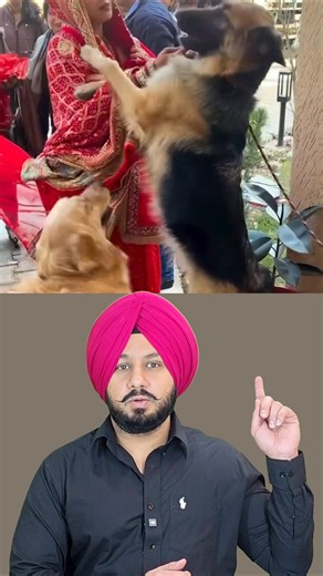 Emotional Dog Lover Wedding Moment | Bidaai Scene #shorts