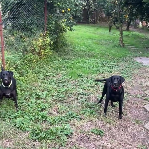 Lab pups playing fetch #puppy #animals #doglife #adorable #cute #dogtraining
