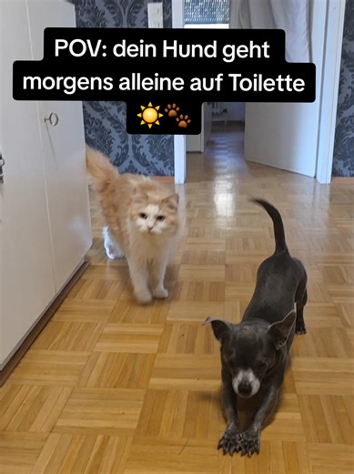 POV: Your Dog Goes to the Bathroom Alone in the Morning