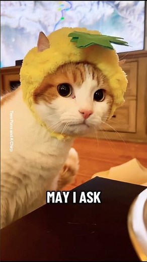 My cat gave me a thumbs up when someone asked her this 😂🐱#cat #funnycat #catvideo