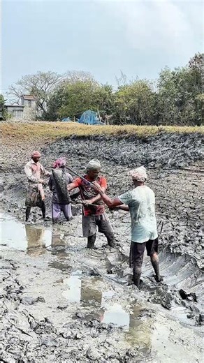 Farmers are cutting the soil using the checkerboard method. #sorts #farming #amazing