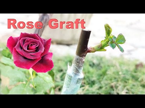 How To Graft A Rose Plant Easy 100% Success | Grafting on Gulab 🌹