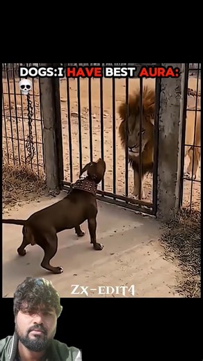 dogs aura vs cats aura💣😺#trolledit#trollface#animallovers#trending