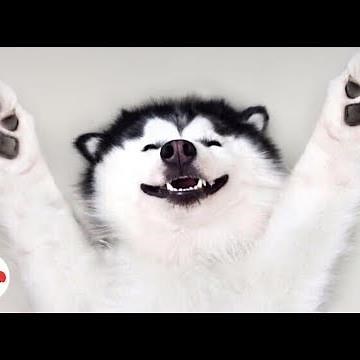 Happy Husky Dog Is Always Smiling | The Dodo