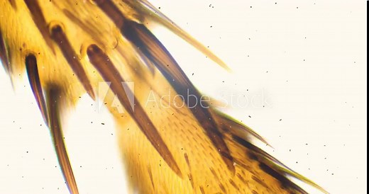 Leg of fly under a microscope with floating bacteria, microbes and living organisms. Housefly leg under extreme zoom. Insect under a microscope. Fly under a scope. Musca hairy leg extreme close up.