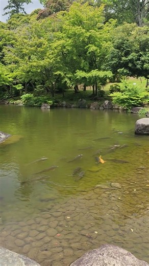 【成田山公園】成田山新勝寺の奥に公園があることを初めて知りました!癒されます～✨