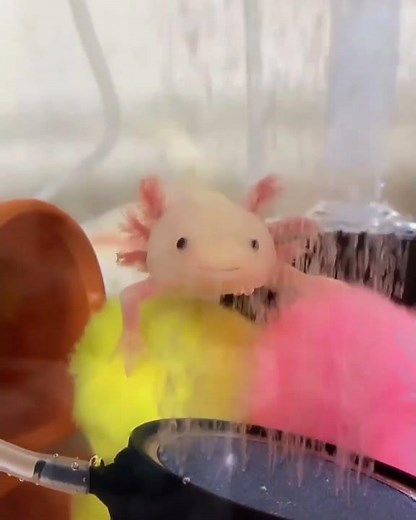 Axolotl 🐠 #shorts #viral #shortsfeed #trending #molyfish #fishlover #guppy #trendingshorts #axolotl