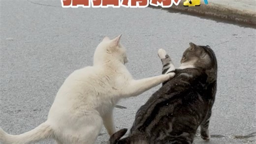 猫猫也会玩滑冰，冬天似乎也成了一个快乐季节