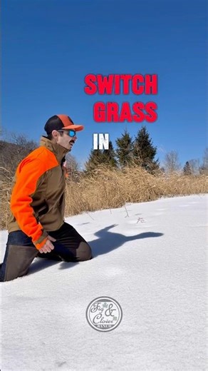 Switchgrass in Winter ❄️ | Deer Cover That Never Quits 🌾