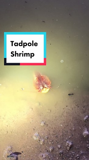 Fascinating Facts About Tadpole Shrimp | Triops in Monsoon Season