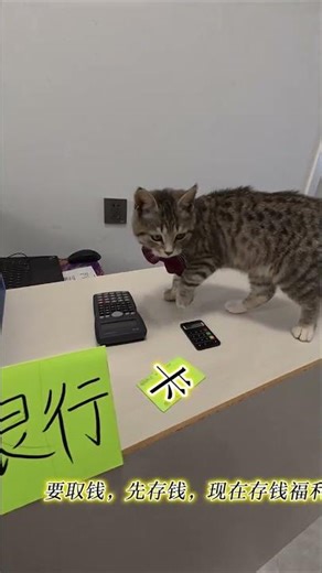Secrets of the Cat Bank: How to Make Money with Furry Friends