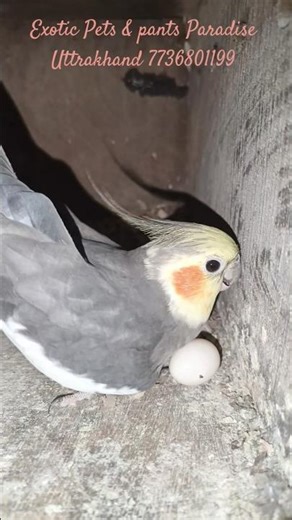 ⭐ Breeding Of Cockatiel,Sun Conure & Rosella ✨