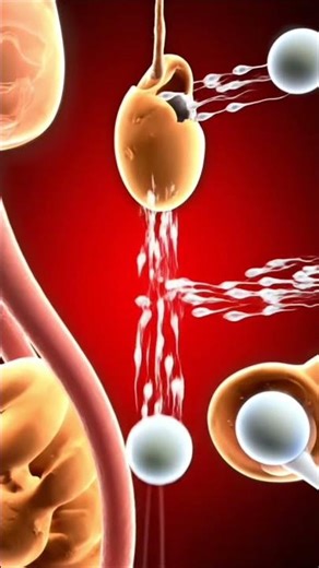 3D Animation of Human Fertilization: Sperm Meets Egg 🧬✨ | Medi Shorts