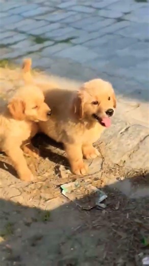 contact 8810623046 Golden Retriever top quality healthy puppy available #dogreels #doggie #dogslife