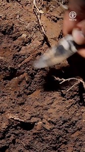 Soil is much more than just dirt beneath our feet. It is a living and breathing ecosystem that supports agriculture, biodiversity, water cycles and even our climate. 🎥 Watch to learn why accurate soil and data information matters. #SoilHealth | Food and Agriculture Organization of the United Nations (FAO)