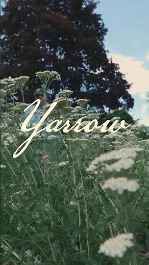 Native Plant Spotlight! 🌼 Why Yarrow Means So Much to Us 🌼 Massachusetts #garden #nativeplants