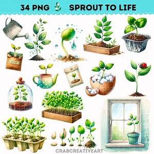 Watercolor Sprout to Life Clipart, Plant Growth Process Illustrations, Growing Plant Process PNG, Potted Seedlings Clipart, Spring Clipart - Etsy