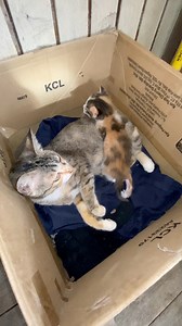 New 🐈 | Rayner ray