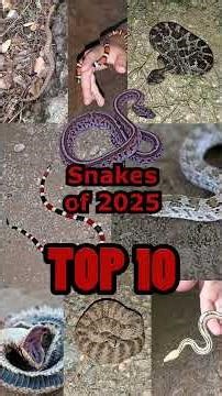 Top 10 Snakes of 2025!