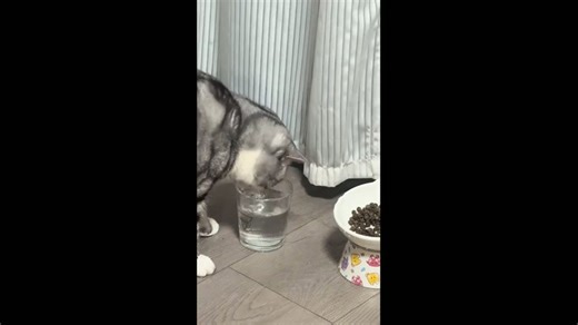 Cat dips paw before sipping water in Beijing, China