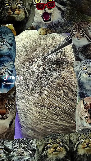 #satisfying #calming #hairremoval #ingrownhair #dogpimples #extractions #dog #satisfyingvideo