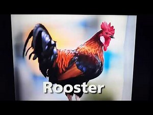 Baby MacDonald - Animals on the Farm!