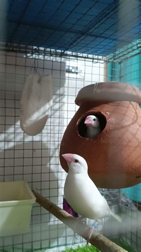 my JAVA birds 🐦🐦‍⬛ original awaaz 🥰🥰😍😍 #javasparrow #javaee #javabird #birds #greenparrot