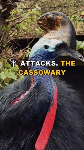 Cassowary vs Giant Snake: Brutal Jungle Survival