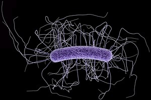 C. diff感染率可能超过MRSA - 消化，疾病 2026